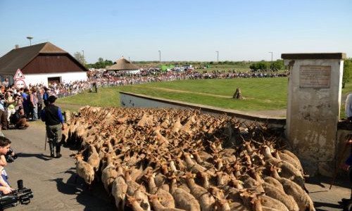 Szent György napi Kihajtási Ünnep és Biovásár 2014