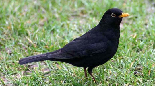 A hét madárdala: A fekete rigó - 2020.01.20