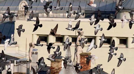 Rádióriport - A városi galambokról