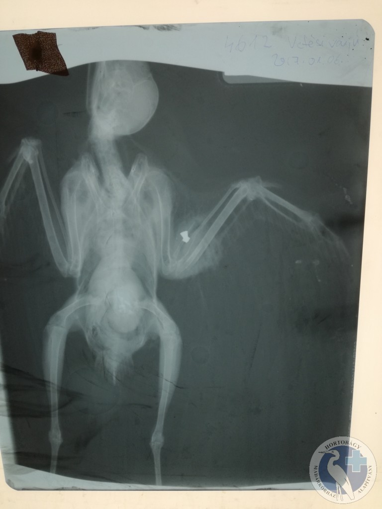 Lőtt vetési varjú  röntgen