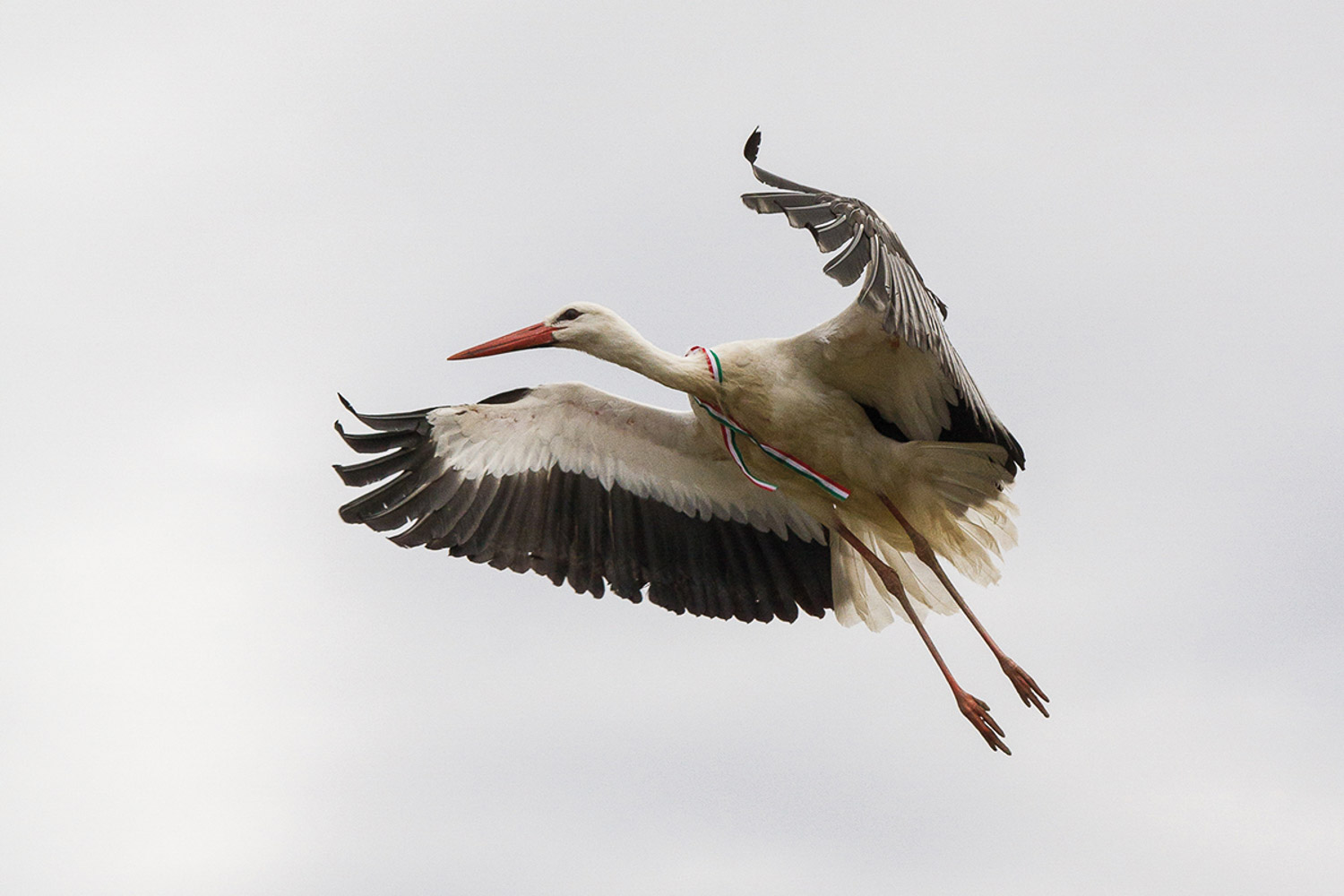 Turista Magazin - Megmenthetők a gólyák a halálos áramütéstől