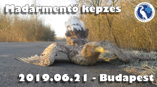 Madármentő képzés - 2019-06-21 - Budapest