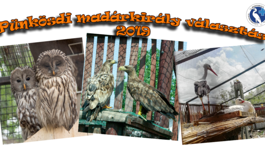 Pünkösdi madárkirály választás - 2019