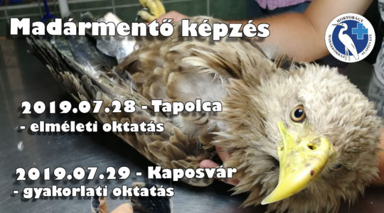 Madármentő elméleti képzés Tapolca és gyakorlati képzés Kaposvár!