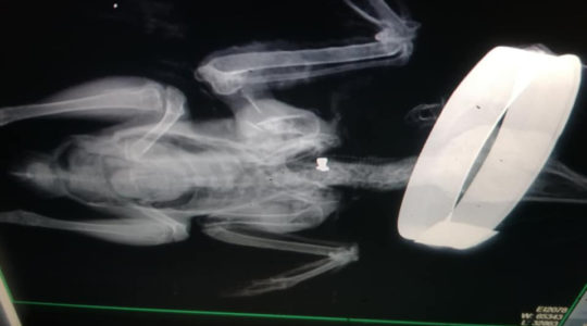 Országosan lövik a madarakat - 2 nap alatt 6 lőtt beteg a Madárkórházban