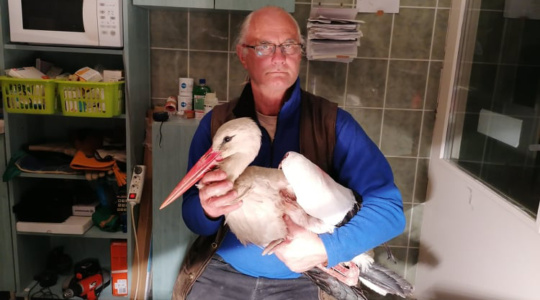Törött gólyaláb műtéte bőrpótlással