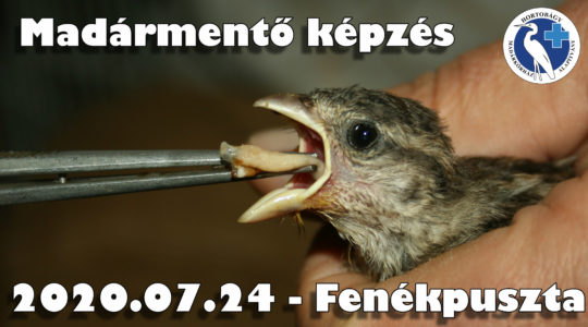 Madármentő képzés - 2020.07.24 - Fenékpuszta (Fiókamentés témakör)