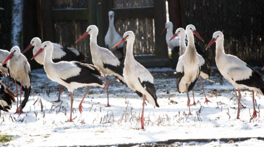 Téli gólyák - Nem fázunk, csak ácsorgunk