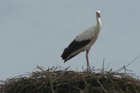 Két találat is érte a fiatal gólyát Bőcsön - Videó a cikkben