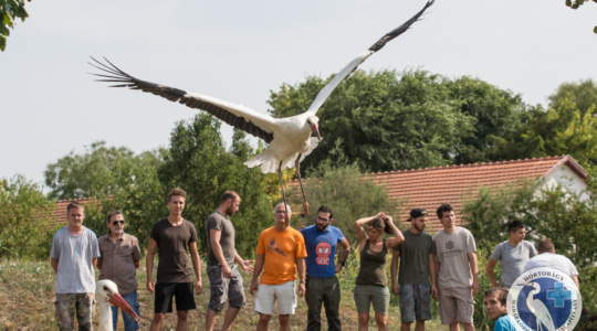 Felajánlás fiatal gólyák repatriálására