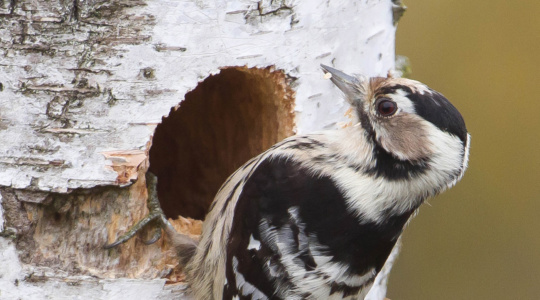 Énekesek szállásadója: a kis fakopáncs