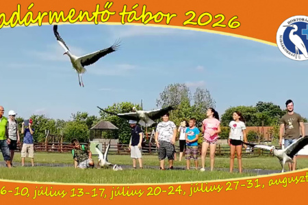 Madármentő tábor - 2026
