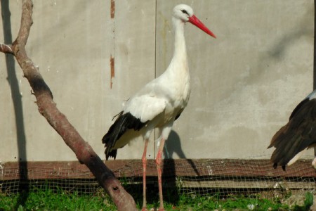 Fehér gólya - 1781
