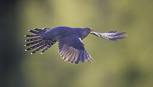 Cuckoo (Cuculus canorus) adult in flight. May. Scotland.