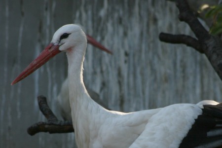 Fehér gólya - 3519