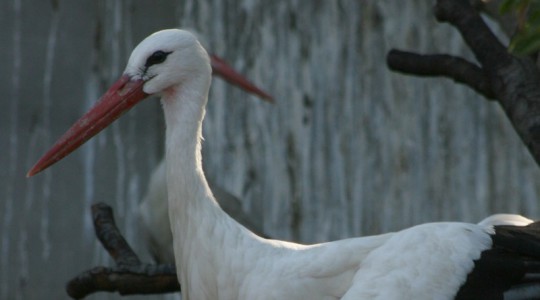 Fehér gólya - 3519