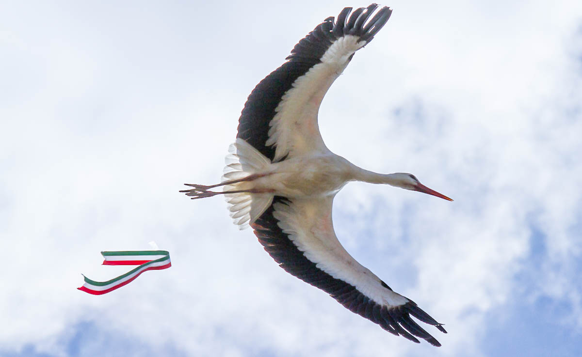 Fehér gólya szabadon engedése március 15.-én
Fotó: Konyhás István