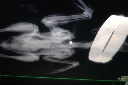 Országosan lövik a madarakat - 2 nap alatt 6 lőtt beteg a Madárkórházban
