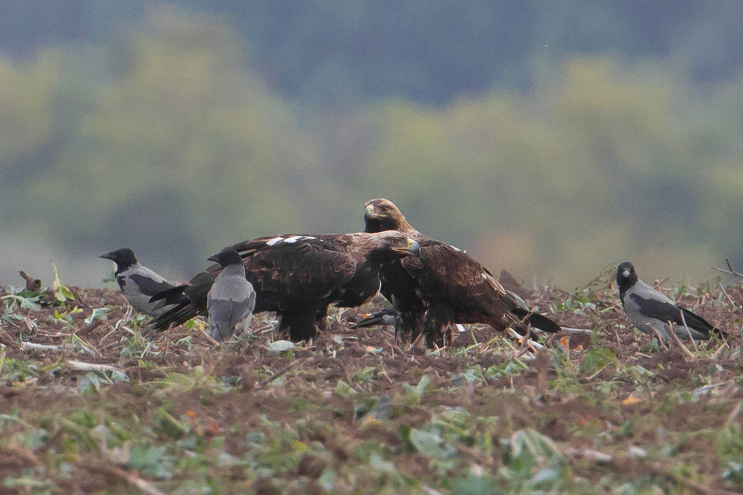 Öreg parlagi sas pár dolmányos varjakkal. A baloldali tojó madár megdagadt begye mutatja a percekkel korábbi vadászat sikerét
