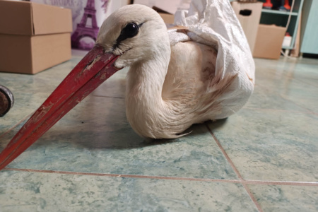 Helyreigazítás: Nem eszik a gólyát Nyírlugoson