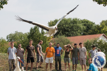 Felajánlás fiatal gólyák repatriálására