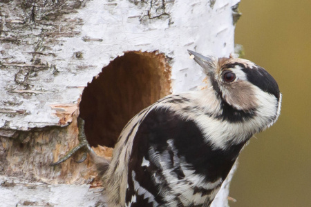 Énekesek szállásadója: a kis fakopáncs