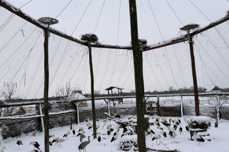 Tél a Madárkórházban