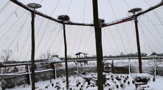 Tél a Madárkórházban