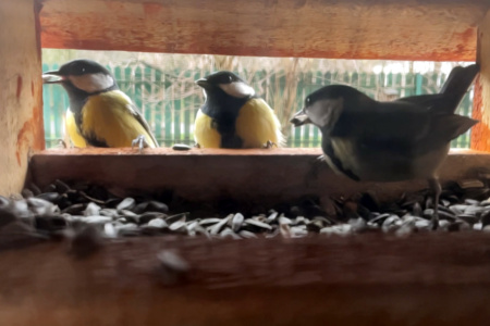 A madarak viselkedése az etetőn