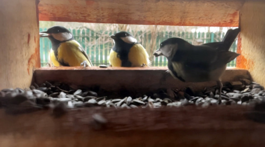 A madarak viselkedése az etetőn
