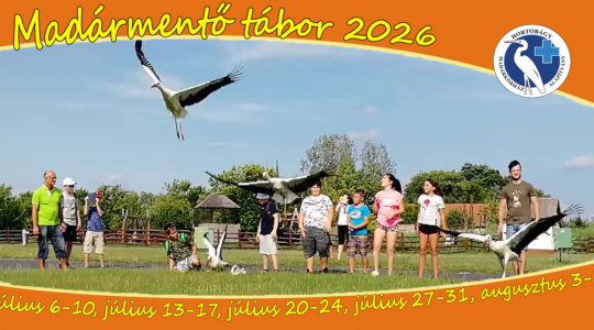 Madármentő tábor - 2026